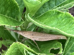 Atractomorpha lata