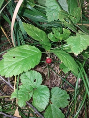Rubus saxatilis