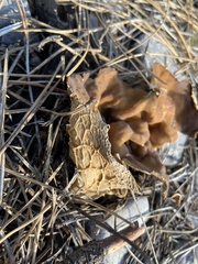 Helvella acetabulum