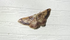 Idaea demissaria