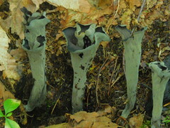 Craterellus