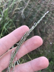 Digitaria californica