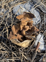 Helvella acetabulum