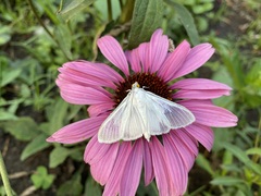 Palpita flegia