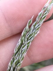 Digitaria californica