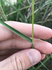 Digitaria californica