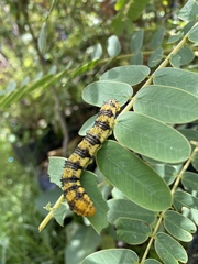 Phoebis philea