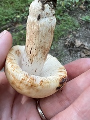 Russula grata