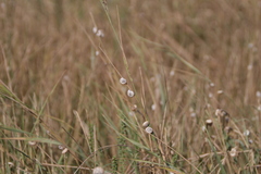 Xeropicta derbentina