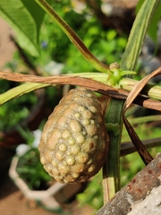 Dioscorea bulbifera