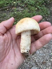 Russula grata