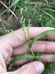 Panicum hirticaule