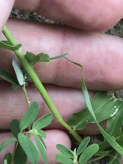 Panicum hirticaule
