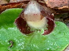 Corybas incurvus