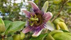 Passiflora alata × caerulea