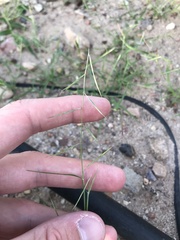 Bouteloua aristidoides
