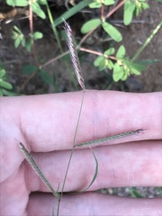 Bouteloua barbata barbata