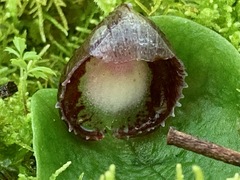 Corybas incurvus