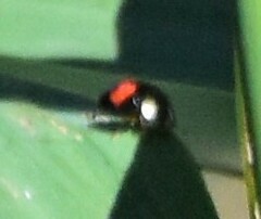 Chilocorus renipustulatus