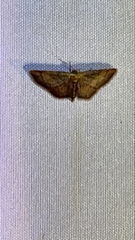 Idaea demissaria