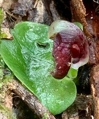 Corybas incurvus