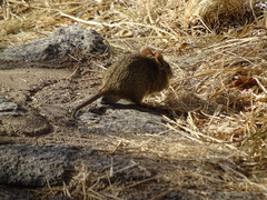 Arvicanthis niloticus