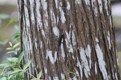 Plestiodon inexpectatus