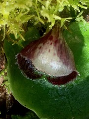 Corybas incurvus