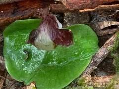 Corybas incurvus