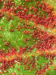 Synchytrium australe