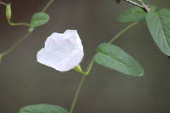 Stylisma humistrata