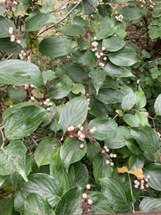 Cornus drummondii