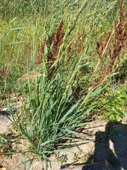 Beckmannia syzigachne