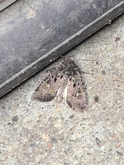 Lacinipolia renigera