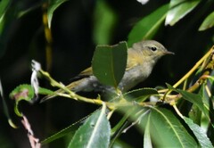 Phylloscopus collybita