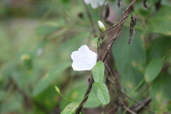 Stylisma humistrata