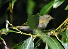 Phylloscopus collybita