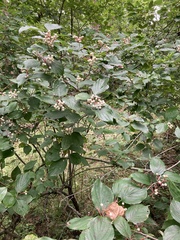 Cornus drummondii