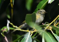 Phylloscopus collybita