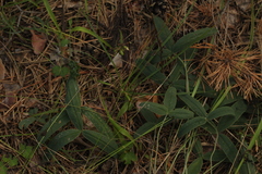 Trifolium montanum
