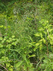 Lactuca canadensis