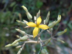 Kalanchoe integra