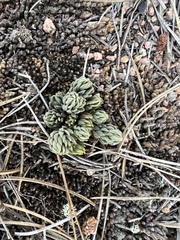 Sedum lanceolatum
