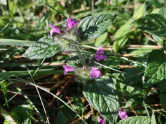 Clinopodium vulgare