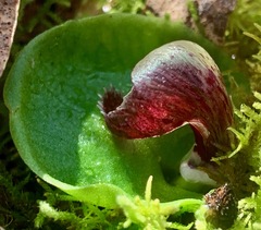 Corybas incurvus