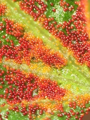 Synchytrium australe