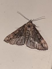 Hypena palparia