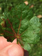 Synchytrium australe