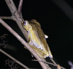 Polypedates otilophus