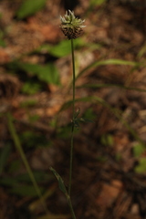 Trifolium montanum